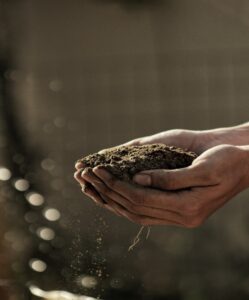 A pair of cupped hands holds rich soil.