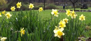 Yellow daffodils in front of a grassy field.