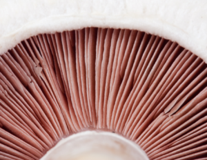 A close up of pinkish-tan mushroom gills.